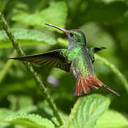 Rufous-tailed Hummingbird