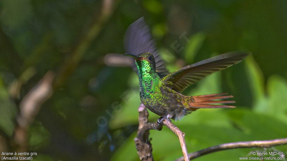 Rufous-tailed Hummingbird