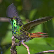 Rufous-tailed Hummingbird