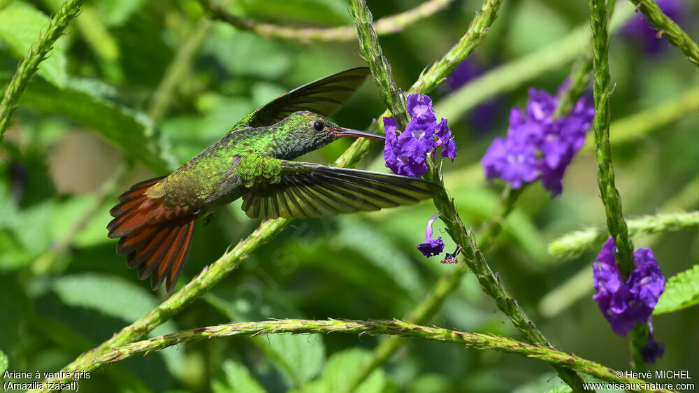 Rufous-tailed Hummingbird