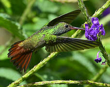 Rufous-tailed Hummingbird