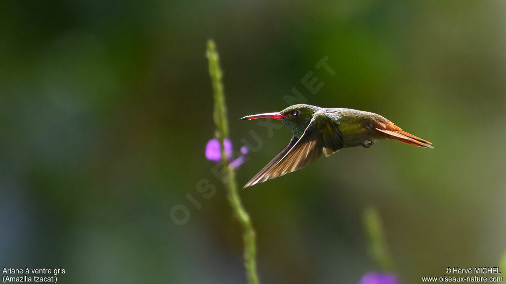 Rufous-tailed Hummingbird