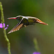 Rufous-tailed Hummingbird