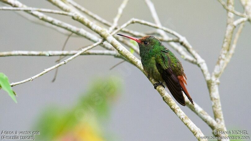 Rufous-tailed Hummingbirdadult