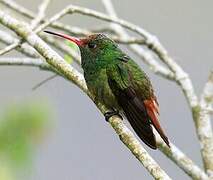 Rufous-tailed Hummingbird