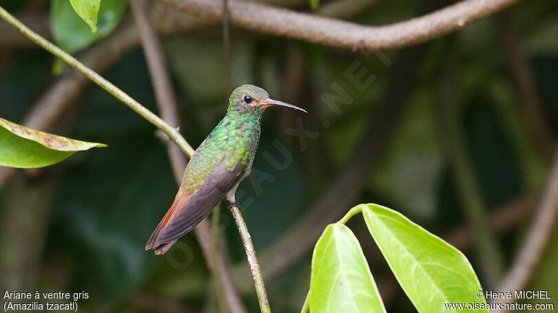 Rufous-tailed Hummingbirdimmature