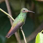 Rufous-tailed Hummingbird