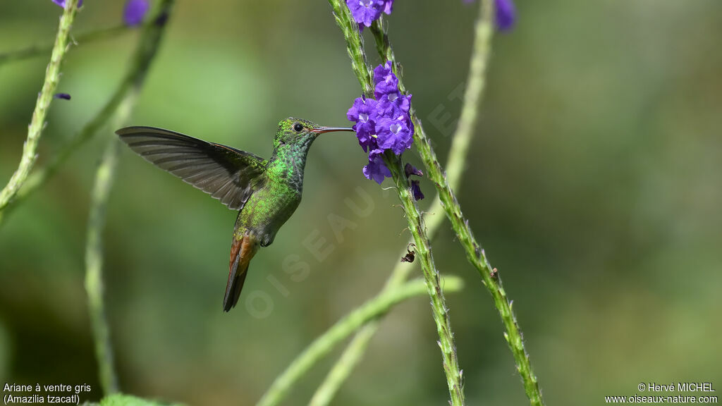 Rufous-tailed Hummingbird