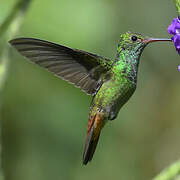 Rufous-tailed Hummingbird