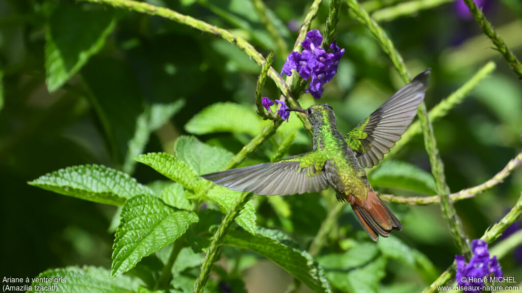 Rufous-tailed Hummingbird