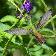 Rufous-tailed Hummingbird