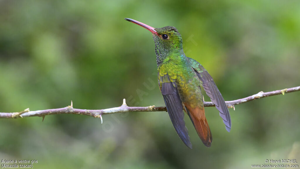 Rufous-tailed Hummingbird