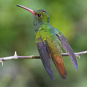 Rufous-tailed Hummingbird