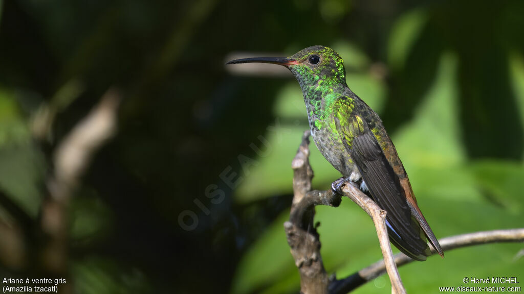 Rufous-tailed Hummingbird