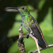 Rufous-tailed Hummingbird