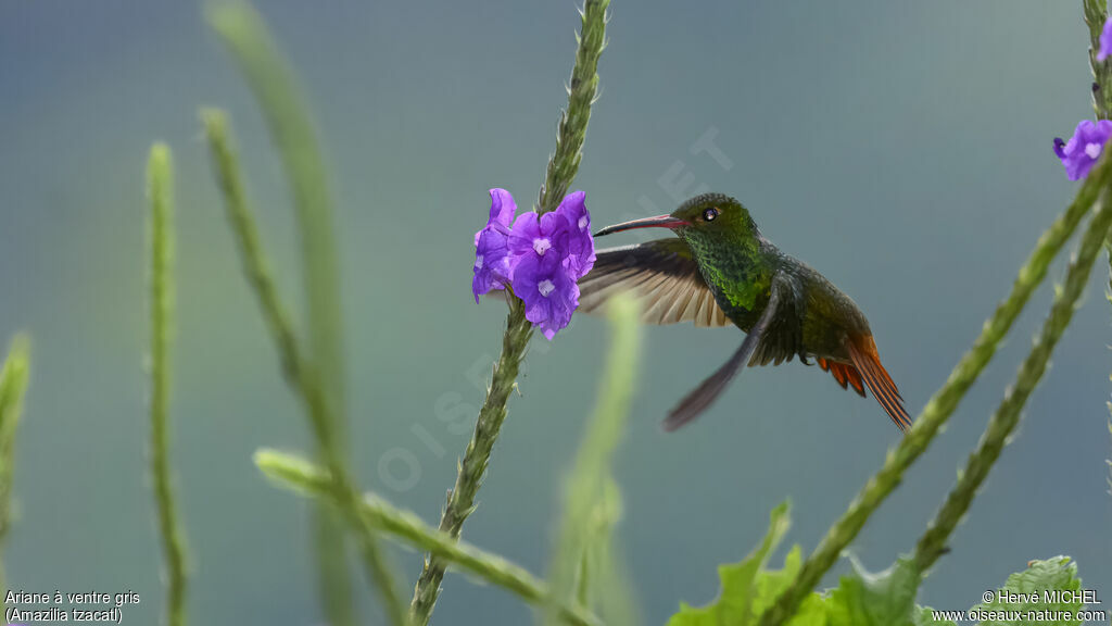 Rufous-tailed Hummingbird male