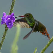 Rufous-tailed Hummingbird