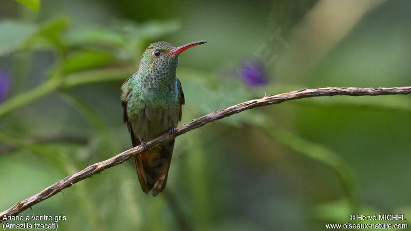 Rufous-tailed Hummingbird female