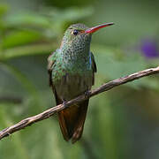 Rufous-tailed Hummingbird