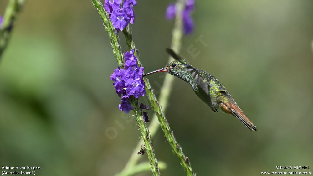 Rufous-tailed Hummingbird