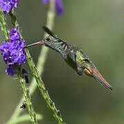 Rufous-tailed Hummingbird