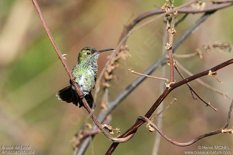 Glittering-throated Emerald female, identification