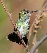 Glittering-throated Emerald