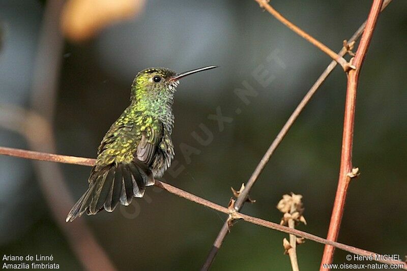 Glittering-throated Emerald female, identification