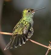 Glittering-throated Emerald