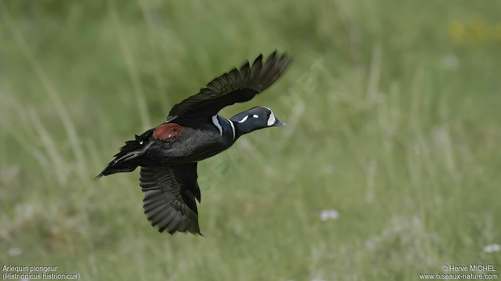 Harlequin Duck male adult breeding