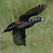 Harlequin Duck