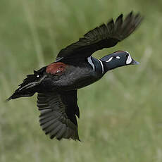 Arlequin plongeur