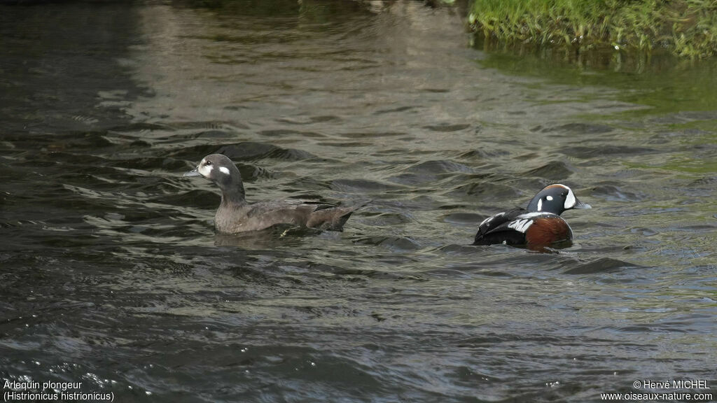 Harlequin Duckadult