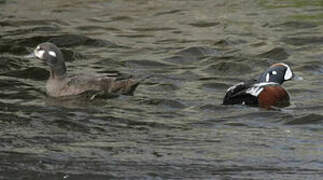 Harlequin Duck