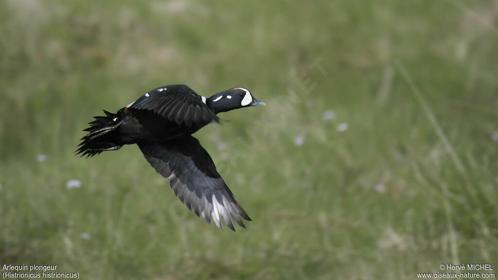 Arlequin plongeur