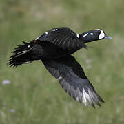 Arlequin plongeur