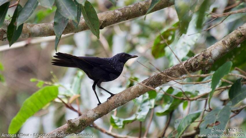 Blue Whistling Thrush