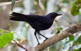 Blue Whistling Thrush