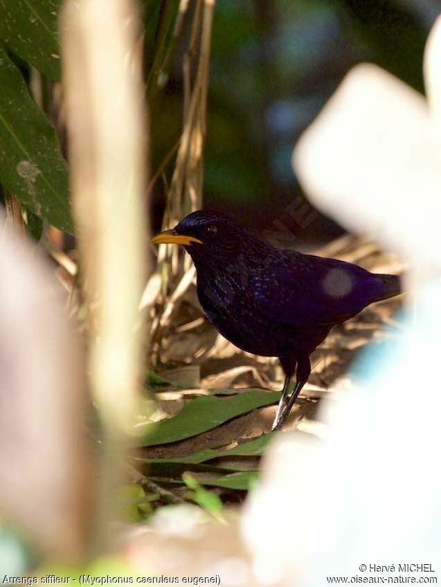 Blue Whistling Thrush