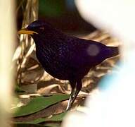 Blue Whistling Thrush