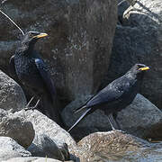 Blue Whistling Thrush