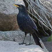 Blue Whistling Thrush