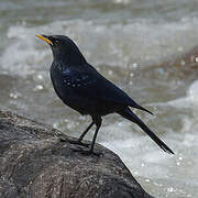 Blue Whistling Thrush