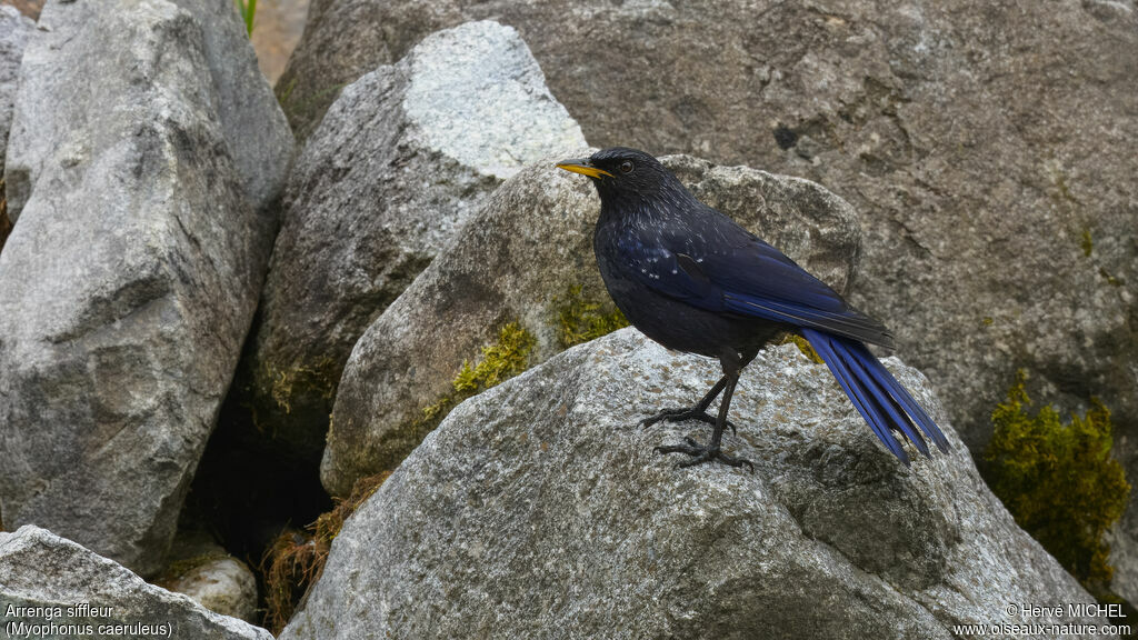 Blue Whistling Thrush