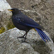 Blue Whistling Thrush