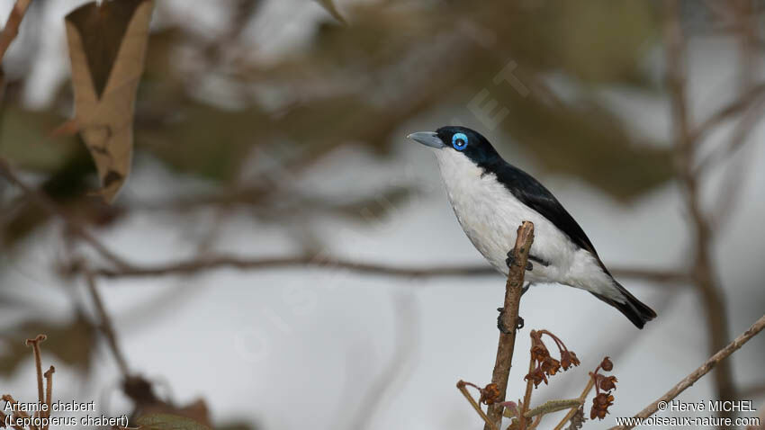 Chabert Vanga male adult