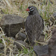 Quailfinch (fuscocrissa)