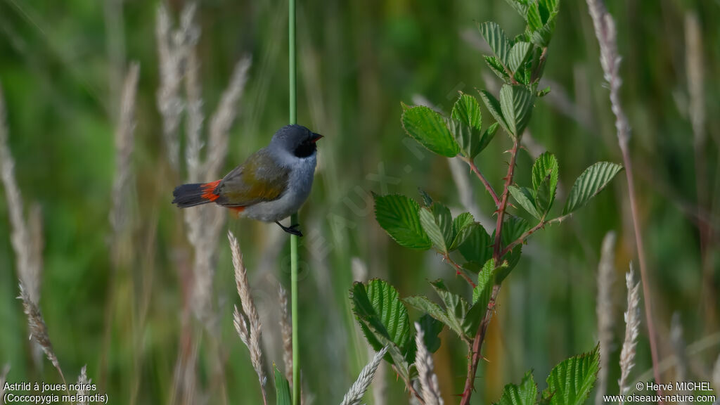 Astrild à joues noires