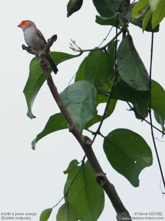 Orange-cheeked Waxbilladult