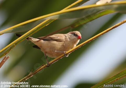 Black-rumped Waxbill